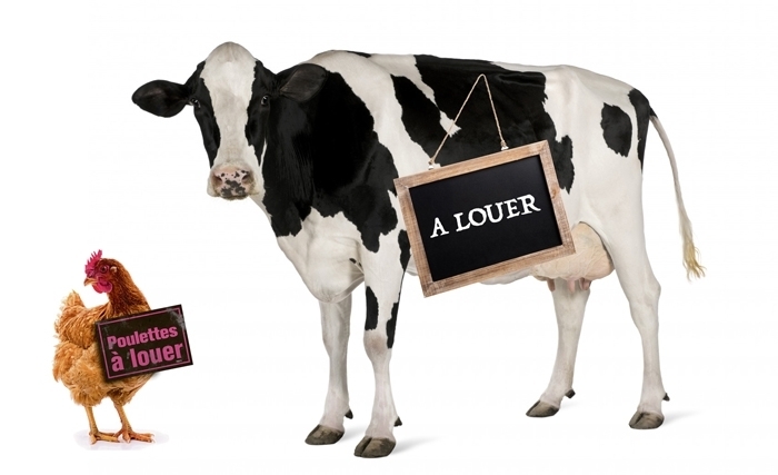 Vaches et poules à louer : la nouvelle tendance collaborative, écologique et économique pour produire lait et œufs Vaches et poules à louer : la nouvelle tendance collaborative, écologique et économique pour produire lait et œufs