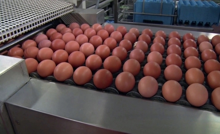 Et si on développait les substituts industriels des œufs et qu’on arrêtait d’élever les poules ? 