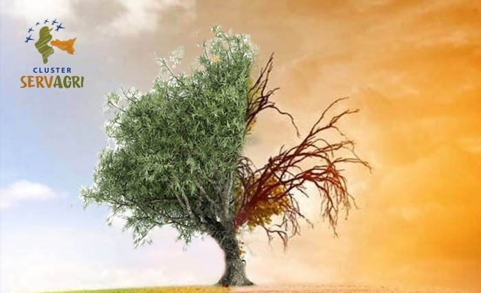 Cluster Servagri réussit son webinaire: «Les impacts du changement climatique sur l’oléiculture et sur la sécurité alimentaire»! Cluster Servagri réussit son webinaire: «Les impacts du changement climatique sur l’oléiculture et sur la sécurité alimentaire»!