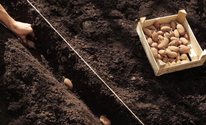 Sécheresse et culture de la pomme de terre hors saison Sécheresse et culture de la pomme de terre hors saison