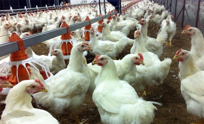 Volonté politique et recherche, deux piliers indispensables pour garantir la pérennité du secteur avicole