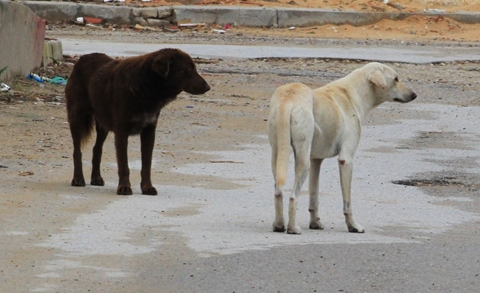 Pour éradiquer la rage: il faut résoudre le problème des chiens errants Pour éradiquer la rage: il faut résoudre le problème des chiens errants