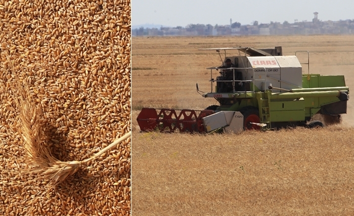 Tunisie: Cultivons notre jardin et moulons notre grain Tunisie: Cultivons notre jardin et moulons notre grain