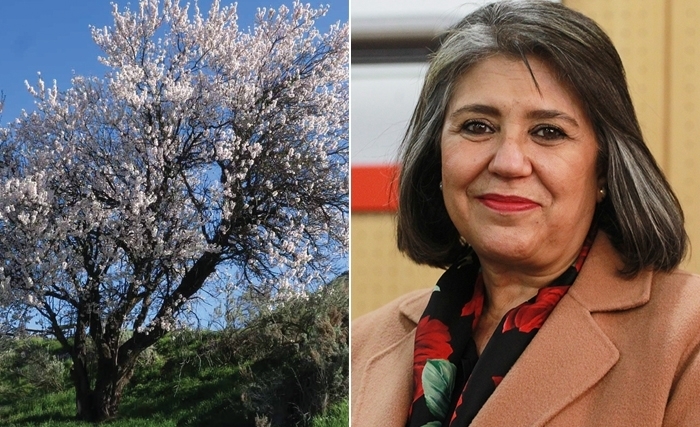 Tunisie: … Et l’amandier aura son festival Tunisie: … Et l’amandier aura son festival