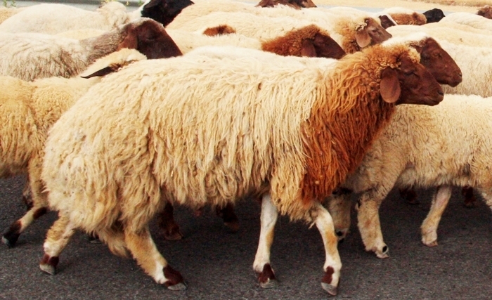 Tunisie: Revenons à nos moutons