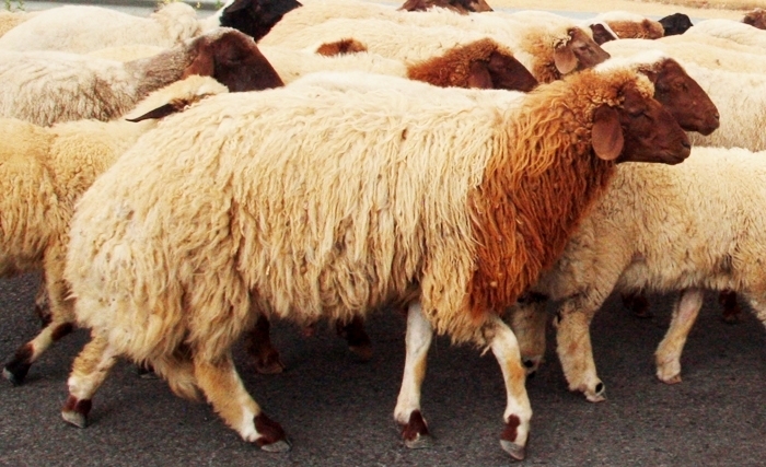 Tunisie: Revenons à nos moutons Tunisie: Revenons à nos moutons