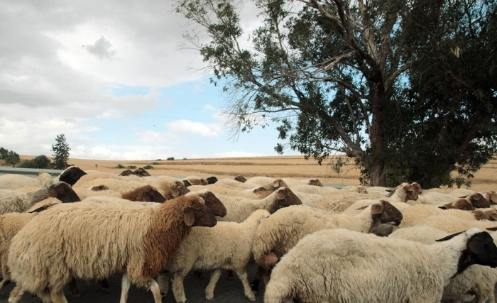 Aïd Al Idha, ou comment concilier fête religieuse et bienêtre animal Aïd Al Idha, ou comment concilier fête religieuse et bienêtre animal