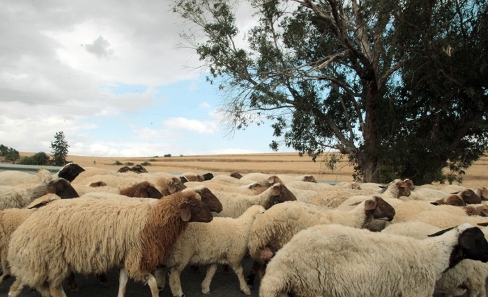 Aïd Al Idha, ou comment concilier fête religieuse et bienêtre animal