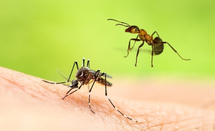Le journal du goguenard: Le moustique et la fourmi