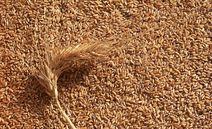 Tunisie: Voilà pourquoi il faut augmenter la production nationale et la productivité du blé tendre Tunisie: Voilà pourquoi il faut augmenter la production nationale et la productivité du blé tendre