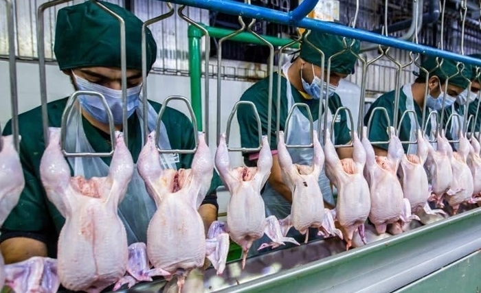 Tunisie: Hausse des prix des produits avicoles et lutte contre la spéculation Tunisie: Hausse des prix des produits avicoles et lutte contre la spéculation