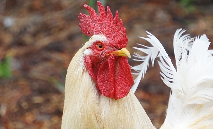 L’aviculture : un fleuron de l’économie tunisienne en agonie L’aviculture : un fleuron de l’économie tunisienne en agonie
