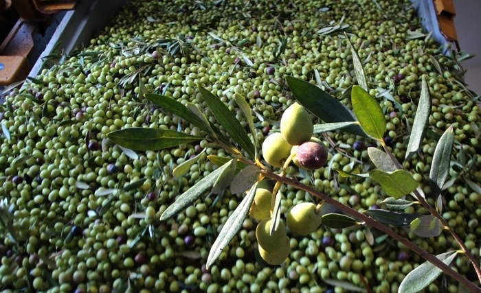 Cueillette des olives : des récoltes en baisse, des prix à la hausse (Album photo) Cueillette des olives : des récoltes en baisse, des prix à la hausse (Album photo)