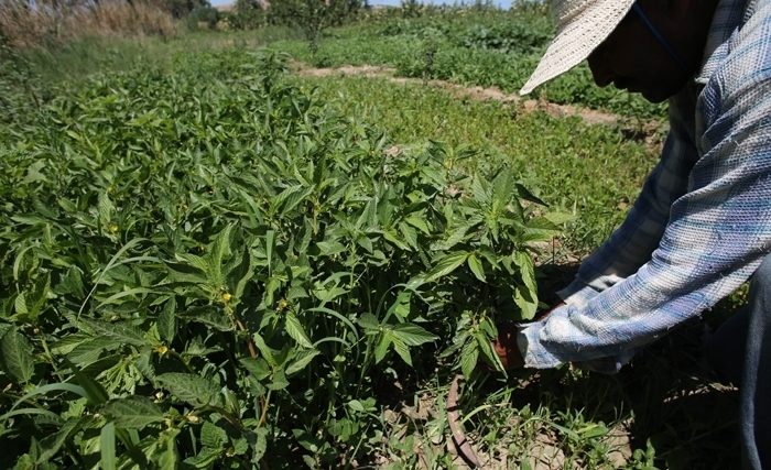 Les coopératives pour revitaliser nos campagnes et améliorer la production agricole Les coopératives pour revitaliser nos campagnes et améliorer la production agricole