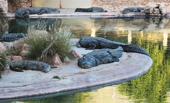 L'attraction méconnnue de Djerba: le parc aux crocodiles (Album photos) L'attraction méconnnue de Djerba: le parc aux crocodiles (Album photos)