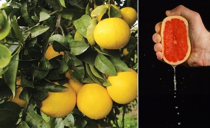 Le pamplemousse rouge et jaune, riche en vitamines et anti-oxydants