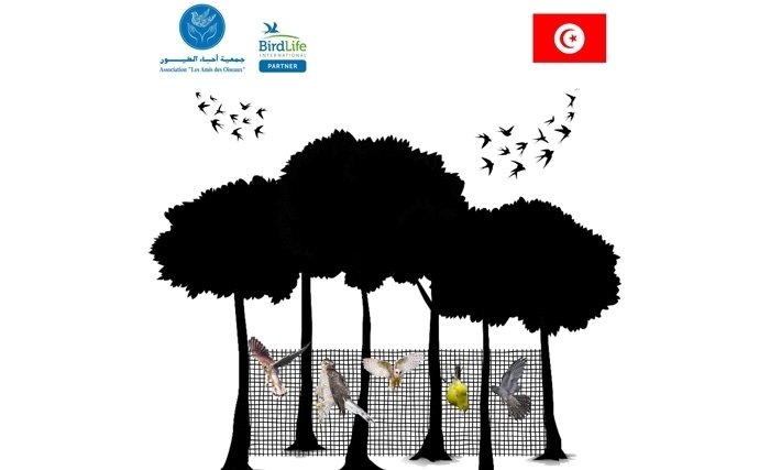 Un autre printemps noir pour les oiseaux au Cap Bon : chaque année plus de 50 000 oiseaux périssent dans des filets de chasse Un autre printemps noir pour les oiseaux au Cap Bon : chaque année plus de 50 000 oiseaux périssent dans des filets de chasse