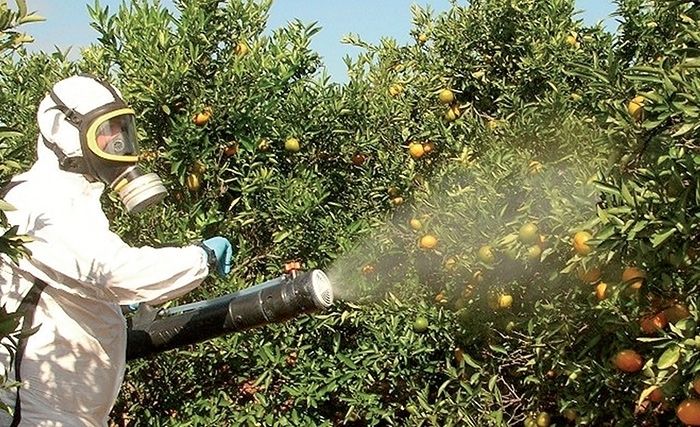 Les pesticides, frein a l’exportation de nos agrumes ?