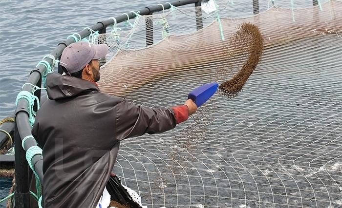 Pisciculture: un large potentiel Pisciculture: un large potentiel