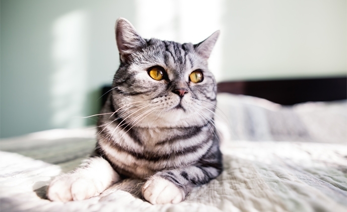Le chat, un compagnon énigmatique mais bienveillant Le chat, un compagnon énigmatique mais bienveillant