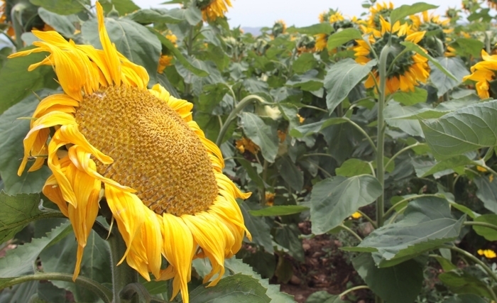 Le tournesol: passion, plaisir et santé 