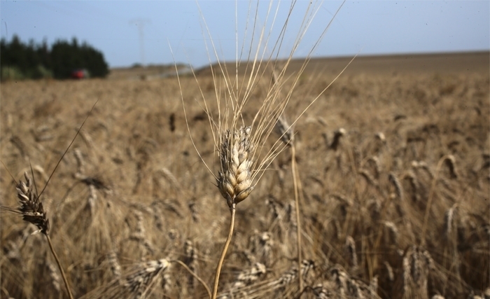 Céréales: une stratégie pour sauver notre blé (Album photos)