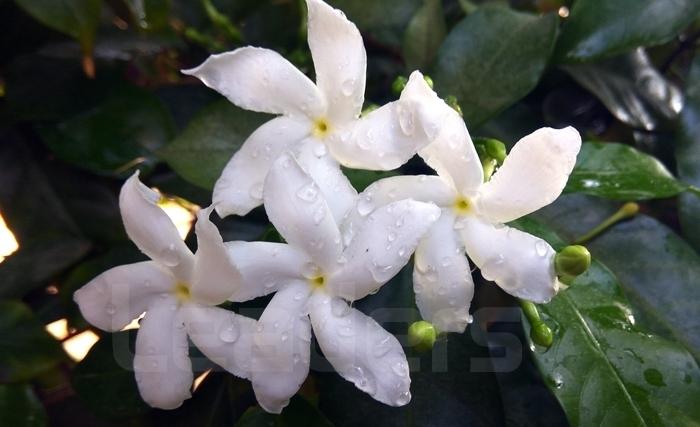 Les fleurs du jasmin, ou l’or blanc dans tous ses états 