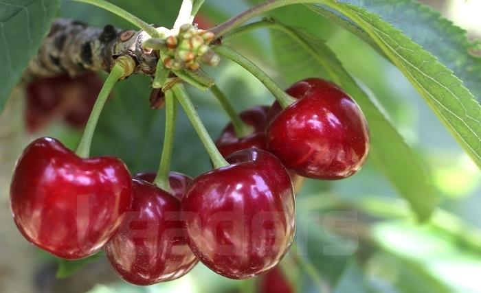 Cerise (حبّ الملوك): Ses bienfaits et sa production en Tunisie Cerise (حبّ الملوك): Ses bienfaits et sa production en Tunisie