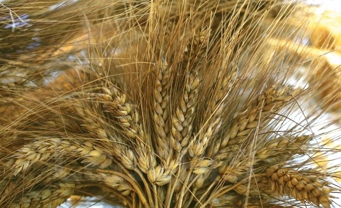 Tunisie: Malgré les pluies du mois de juin la récolte des céréales sera très médiocre Tunisie: Malgré les pluies du mois de juin la récolte des céréales sera très médiocre