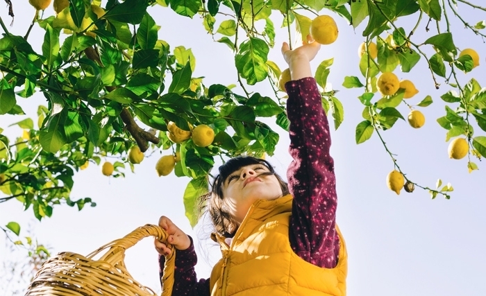 Ridha Bergaoui: Cinq bonnes raisons d’avoir un citronnier chez soi
