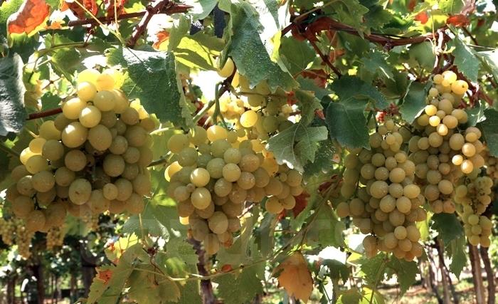 Les raisins de table, des graines pleines de saveurs et de bienfaits