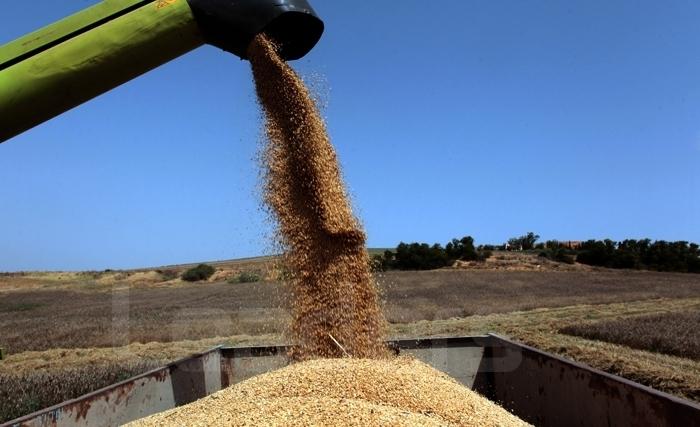 Tunisie: «Le grenier de Rome» est capable de satisfaire les besoins alimentaires de nos concitoyens Tunisie: «Le grenier de Rome» est capable de satisfaire les besoins alimentaires de nos concitoyens