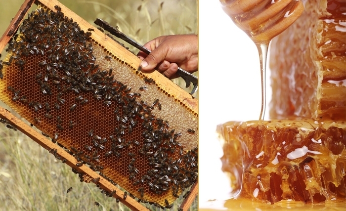 Le miel ou l’or liquide: Particularités et bienfaits Le miel ou l’or liquide: Particularités et bienfaits