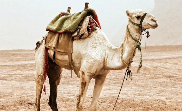 Ridha Bergaoui: Le dromadaire, une richesse et une barrière contre la désertification Ridha Bergaoui: Le dromadaire, une richesse et une barrière contre la désertification