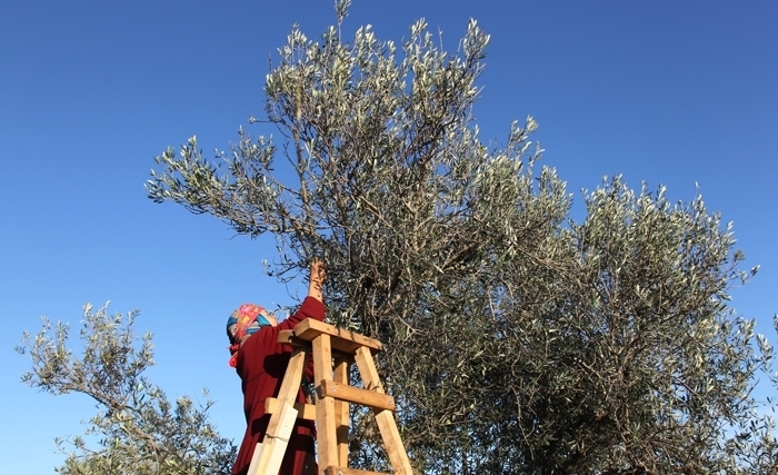 Tunisie: Nos oliviers, un précieux patrimoine en danger Tunisie: Nos oliviers, un précieux patrimoine en danger