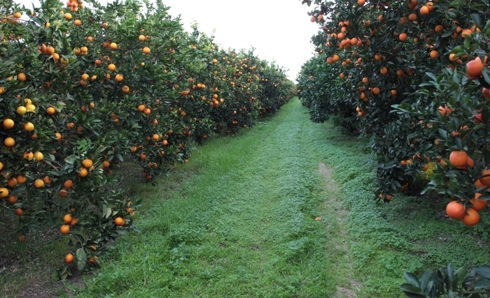 Agrumes - Une bonne saison se confirme: Une croissance de 26% Agrumes - Une bonne saison se confirme: Une croissance de 26%
