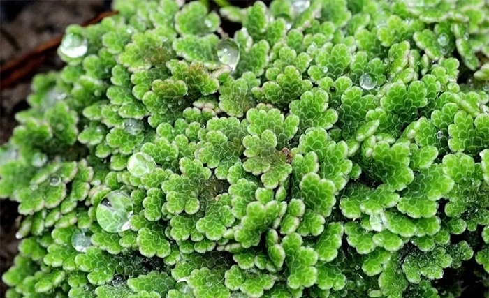L’azolla peut-il sauver les petits éleveurs en Tunisie ? L’azolla peut-il sauver les petits éleveurs en Tunisie ?