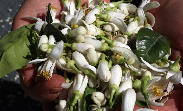 Les fleurs de bigaradier, du zhar pour la Tunisie Les fleurs de bigaradier, du zhar pour la Tunisie