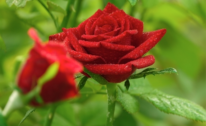 Les fleurs coupées: Un secteur contraignant mais prometteur Les fleurs coupées: Un secteur contraignant mais prometteur