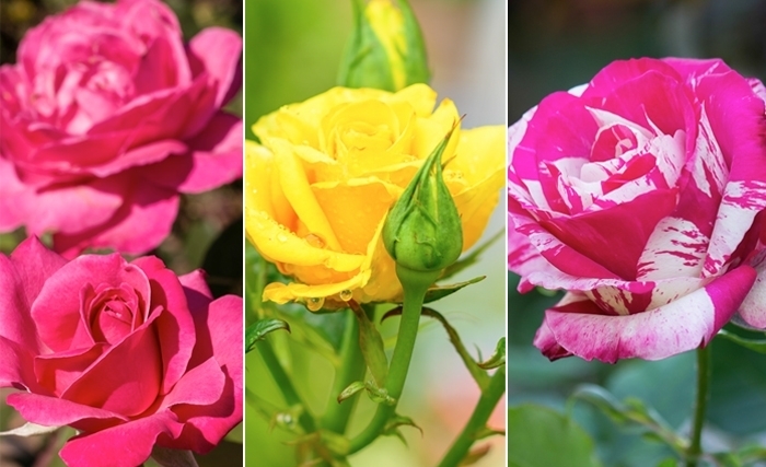 Les fleurs, notre allié bonheur et bien-être Les fleurs, notre allié bonheur et bien-être