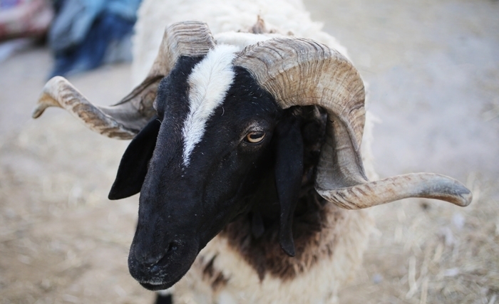 Aïd al Idha: Une fête aux multiples significations Aïd al Idha: Une fête aux multiples significations