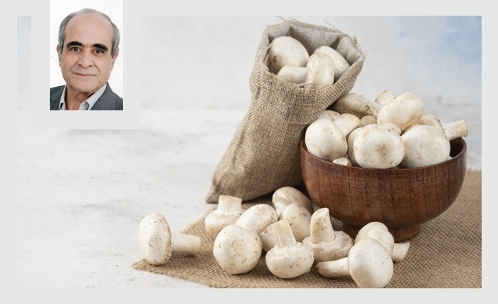 Les champignons comestibles: Un excellent aliment qui a tout pour plaire