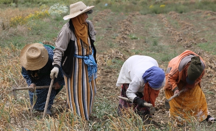 À l’occasion de la fête du travail: Un hommage particulier aux ouvrières agricoles