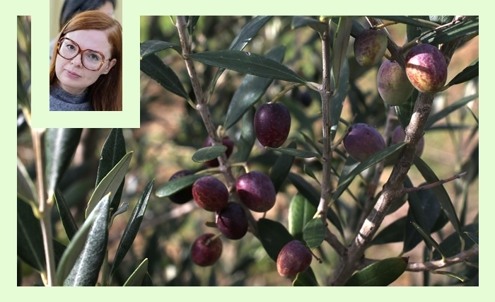 Sousse: un colloque méditerranéen sur la durabilité du secteur oléicole face au changement climatique Sousse: un colloque méditerranéen sur la durabilité du secteur oléicole face au changement climatique