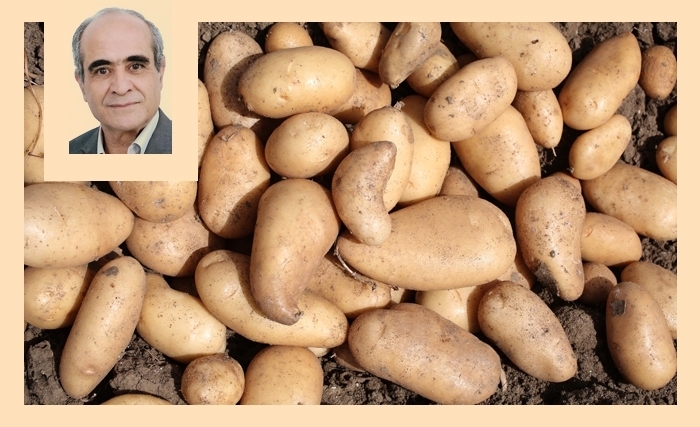 La pomme de terre en Tunisie : d’un produit marginal à un pilier stratégique 