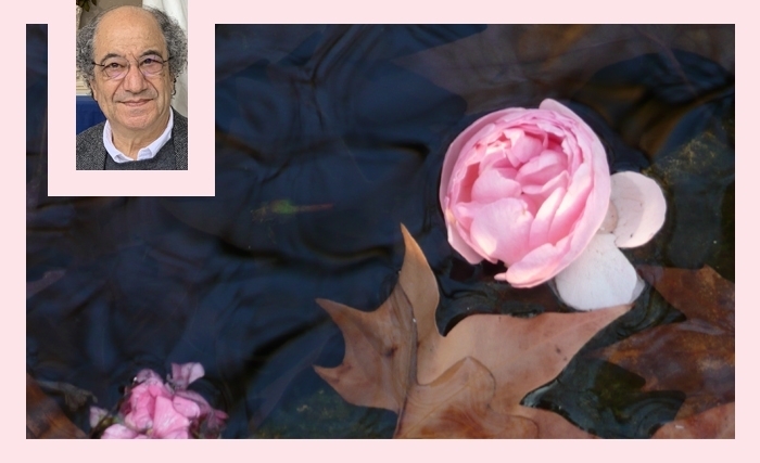 Tahar Bekri: Liban ma rose noire