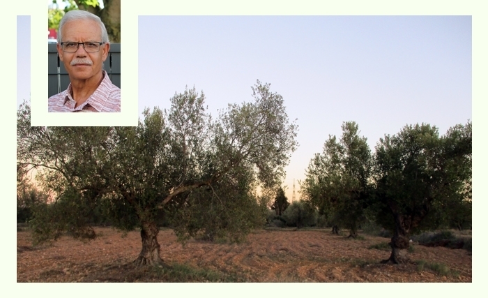 Abdellaziz Ben-Jebria: Les oliviers de ma mère et la maison de mon père