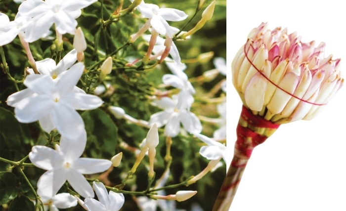 Le jasmin: La fleur emblématique de la Tunisie aux multiples vertus cosmétiques