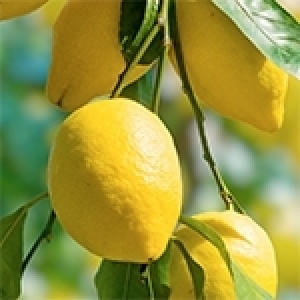 Citron Quatre saisons: Un agrume riche en vitamine C (Photos)