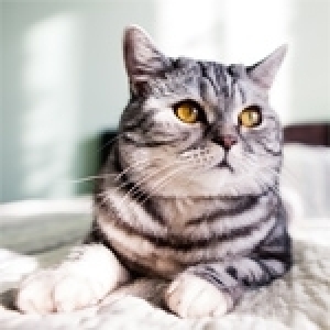 Le chat, un compagnon énigmatique mais bienveillant